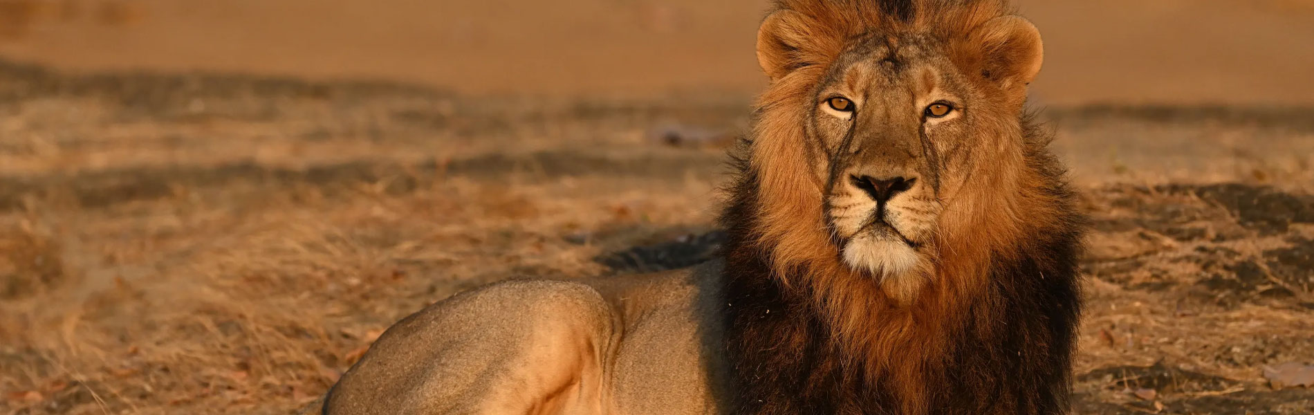 Gir National Park With Exotic Beaches Of Diu