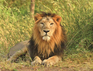 Gir National Park With Exotic Beaches Of Diu