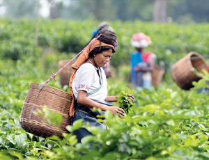 Highlights Of Assam