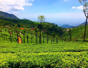 Incredible South India