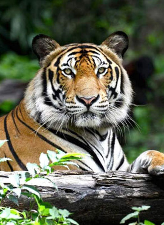 Wild Life Tours